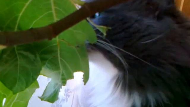 Кот ест инжир. смотреть онлайн