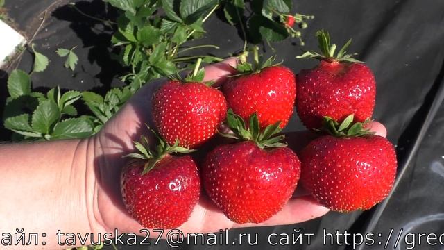 ФЕЙТ супер десертного вкуса клубника приторно сладкий смотреть онлайн