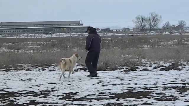 Атила САО смотреть онлайн