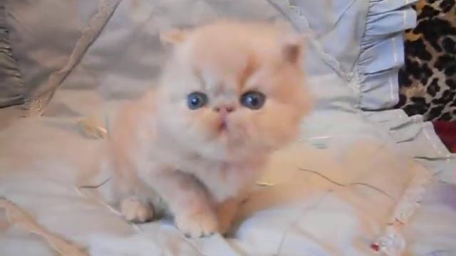 Изображение 11556 смотреть онлайн