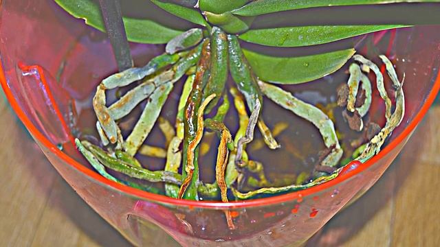 ФИТОСПОРИН-М ПРИМЕНЕНИЕ ДЛЯ ОРХИДЕЙ. КАК РАЗВОДИТЬ ПОРОШОК ФИТОСПОРИН-М. ИНСТРУКЦИЯ ПО ПРИМЕНЕНИЮ. смотреть онлайн