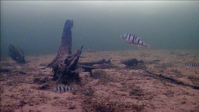 С подводной камерой в чистой воде . Ловля на зимнюю блесну. смотреть онлайн