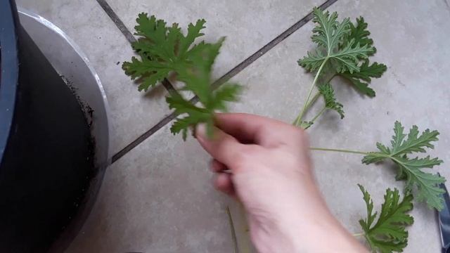 How to grow and propagate a Citronella 'mosquito plant' ? смотреть онлайн