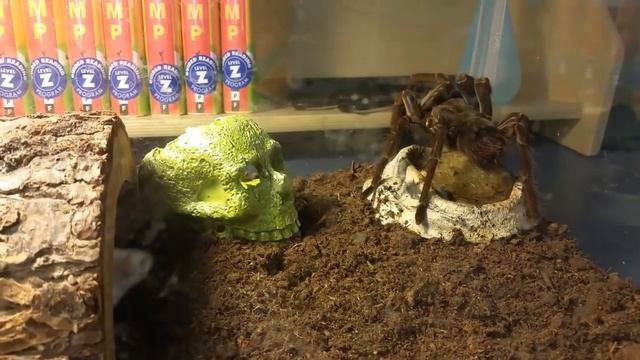 The Feast of Aragog: Theraphosa Stirmi eats a mouse in RamZland!? смотреть онлайн