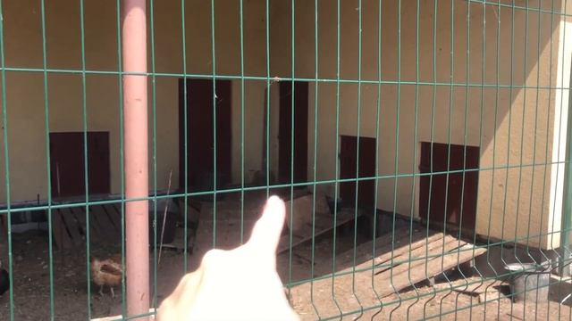 НАША МИНИ ФЕРМА | ПРОДОЛЖЕНИЕ смотреть онлайн