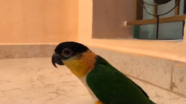 🔴 Parrot Caique Martin Brings The Ball To The Hand / Попугай каик Мартин играет в футбол