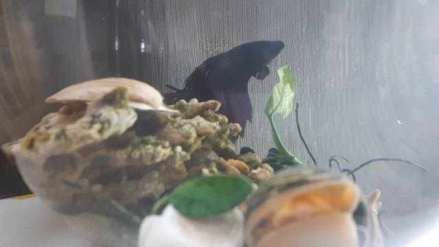 лро смотреть онлайн