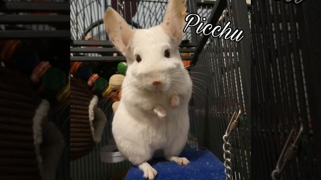 Actual Chinchilla Chirping, Content/happy Chinchilla Sound (improved)