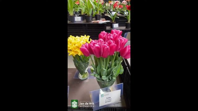 Livestream 12-05-2021 - Tulips! смотреть онлайн