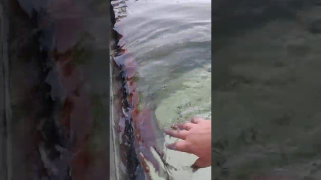 Минибассейн для дачи. Бассейн из нержавеющей стали с печью на дровах. Бассейн и баня в одном. смотреть онлайн