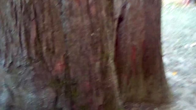 Taxodium distichum @ ZOO Zagreb смотреть онлайн