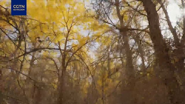 «Мои записки о Синьцзяне» Серия 2 «Между рекой и песком» смотреть онлайн