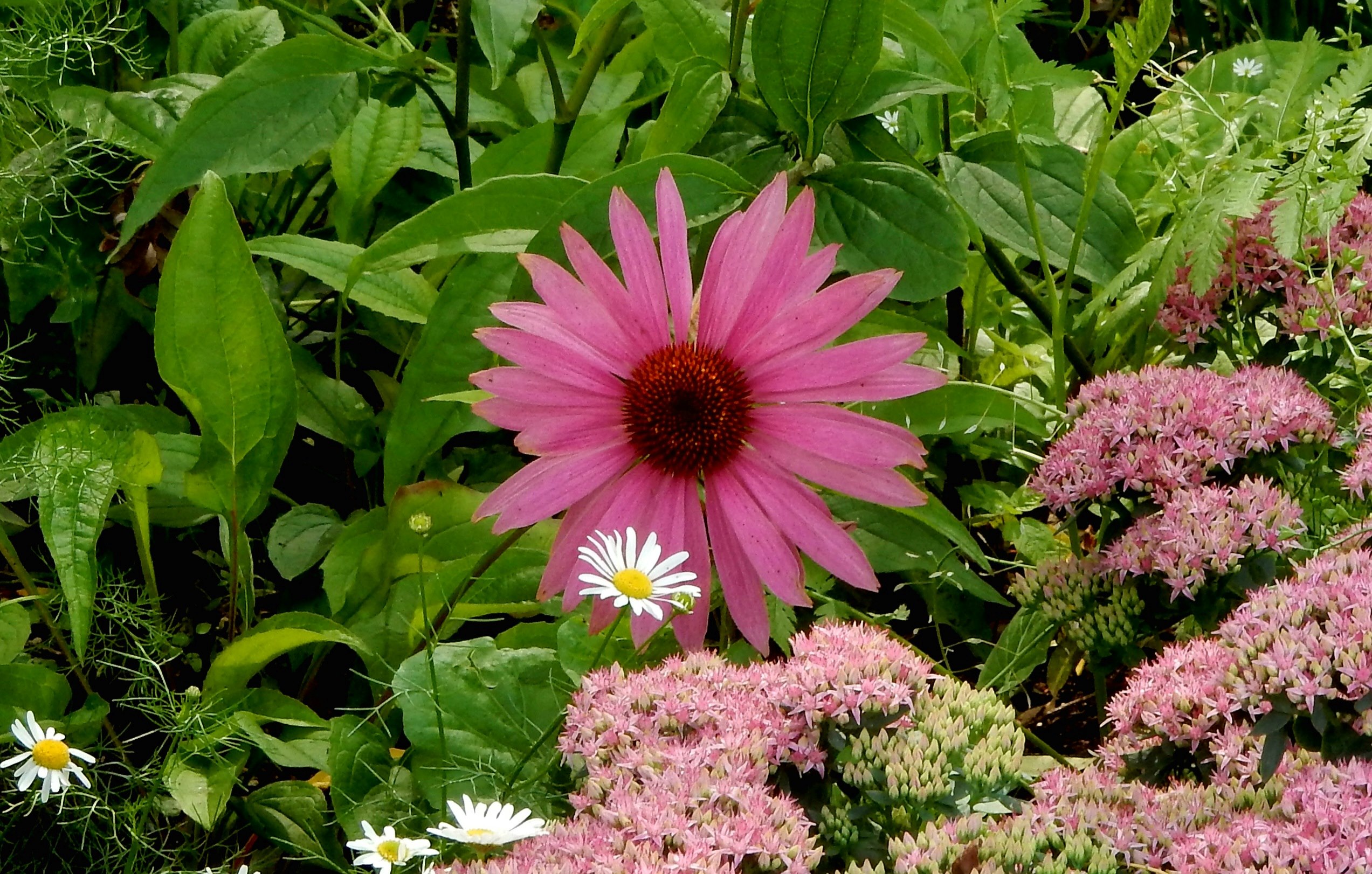Эхинацея, ромашки и очиток.