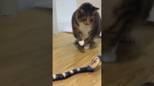 Вот так реагирует котик на игрушечную змею смотреть онлайн