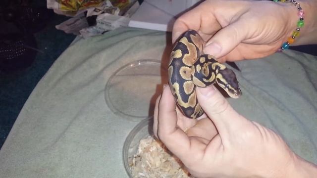 Ball python unboxing video pastel orange dream смотреть онлайн