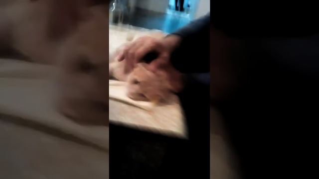 Лечем кота дома продолжение смотреть онлайн