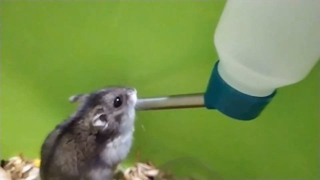 Хомяки пьют только кипяченную воду смотреть онлайн