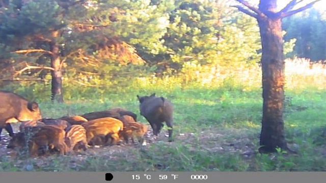 Кабаны на кормёшке смотреть онлайн