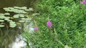 Река Мильтюш близ деревни Горёвка - места силы. Искитимский район Новосибирской области, Сибирь