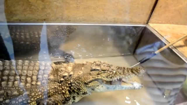 Кормление крокодила смотреть онлайн