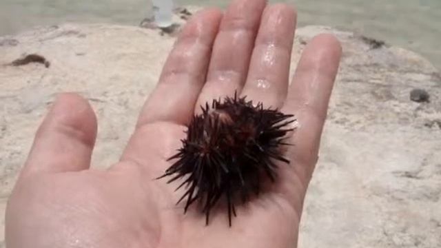 ПОЙМАЙ МОРСКОГО ЕЖА (МЕКСИКА, ЮКАТАН, КАНКУН) смотреть онлайн