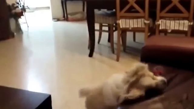 Dogs Who Fail At Being Dogs смотреть онлайн