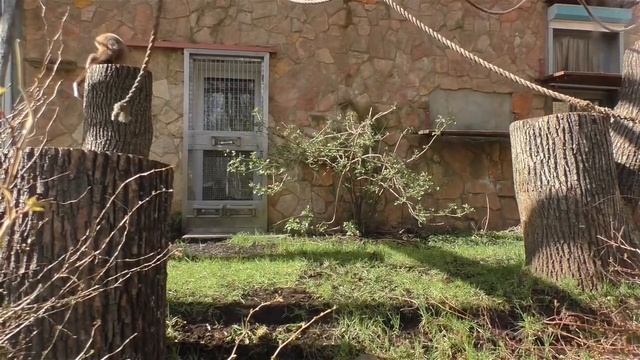 Белорукие гиббоны смотреть онлайн