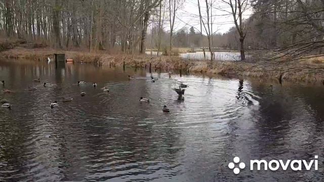 Дикие утки?на пруду зимой в Польше?? смотреть онлайн