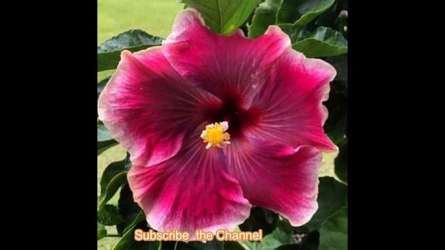 Hibiscus Flower II Variety of Hibiscus || Beautiful and colourful indigenous and grafted varietie смотреть онлайн