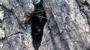 БИОСФЕРА: 207. Чёрный Муравей-Древоточец (Camponotus vagus)