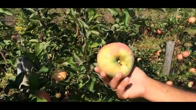 Яблоня сорт Летнее сладкое смотреть онлайн