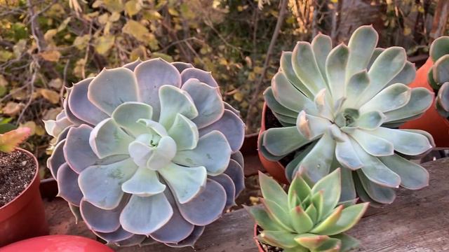 Деревенька на балконе. Картинки с выставки. смотреть онлайн