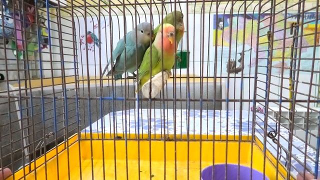 Как приручить попугая неразлучника. How to tame a lovebird parrot. смотреть онлайн