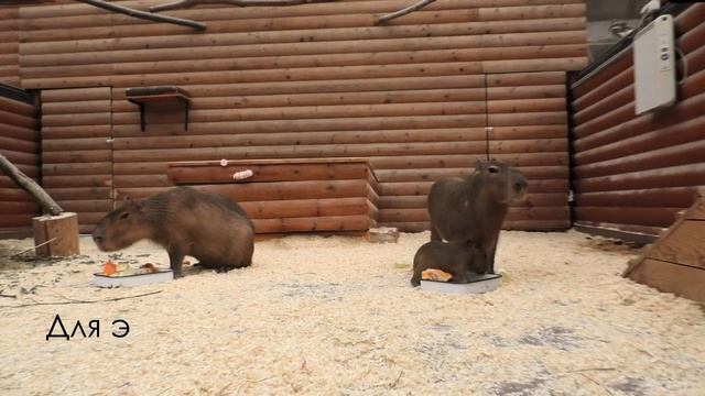 В Ленинградском зоопарке появился на свет детёныш капибары! смотреть онлайн