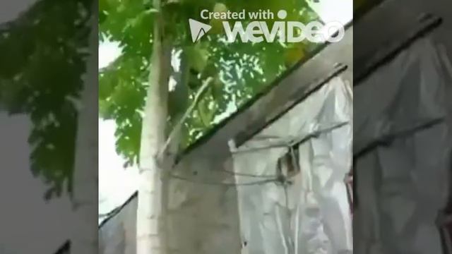 African stronger than you but its ultra instinct смотреть онлайн