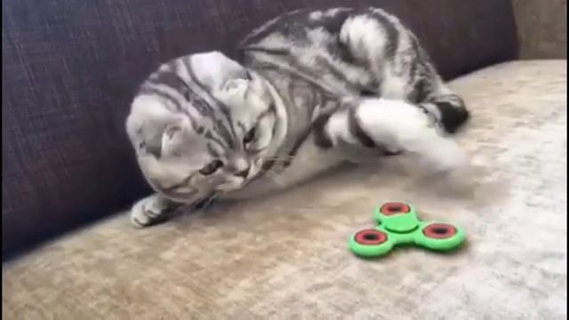 СМЕШНЫЕ КОШКИ И КОТЫ ФОТО ВИДЕО КАРТИНКИ ПРИКОЛЫ ДО СЛЕЗ - смешное видео, приколы, смотреть онлайн смотреть онлайн