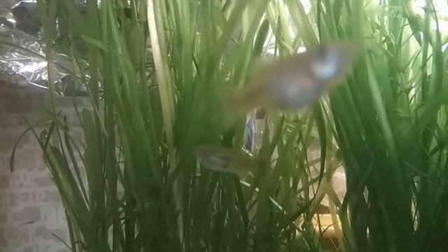 Аквариумные растения. Валлиснерия - уход и размножение.//Vallisneria plant - care and propagation// смотреть онлайн