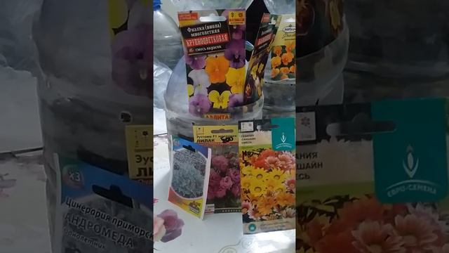 Виола посев семян в январе