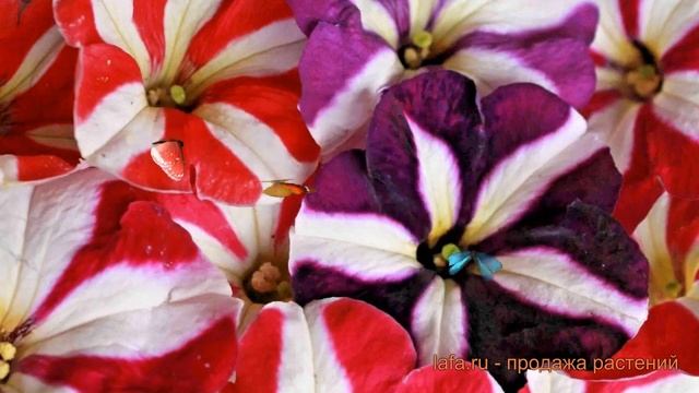 Петуния мультифлора Джоконда Стар Микс ? обзор: как сажать, семена петунии Джоконда Стар Микс смотреть онлайн