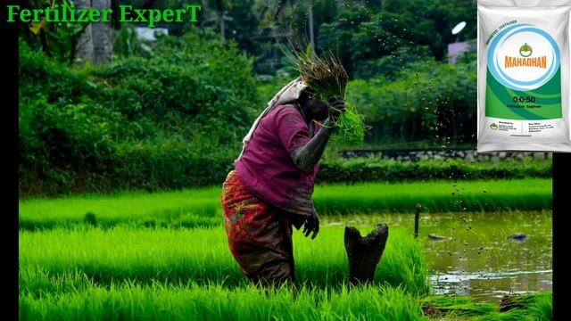 घुलनशील खाद Npk 000050 के फायदे । Npk 00:00:50।Water soluble смотреть онлайн