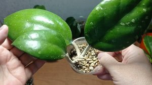 16.08.24. Излишки хой. Альбомы ВК и Одноклассниках.