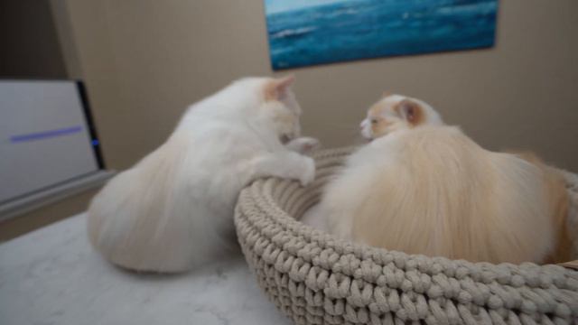 Modern Cat Furniture for your Home | The Cat Butler смотреть онлайн