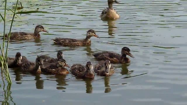 Panasonic Lumix DMC-FZ38 -  Video Zoom Test - Ducks - HD