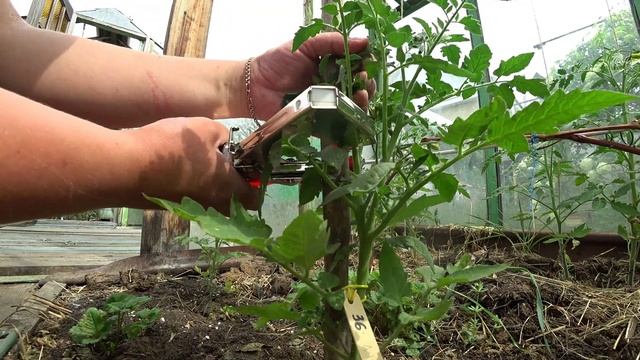 Обзор тапенера для подвязки растений смотреть онлайн