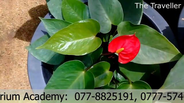 Success Stories of Anthurium Academy - Anoja Dharmakirthi смотреть онлайн