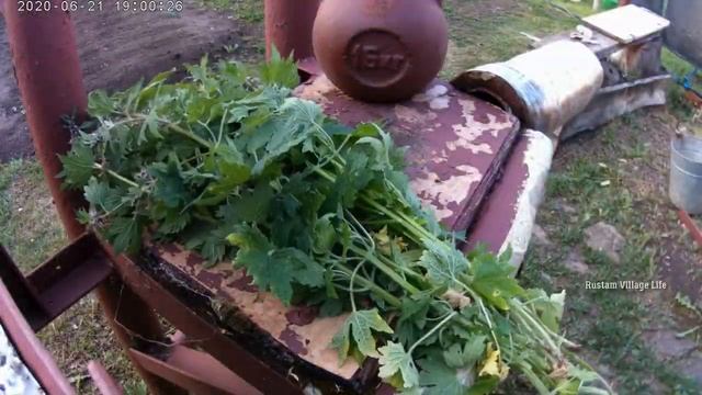 Эти три растения обязательно должны быть в рационе у кроликов смотреть онлайн