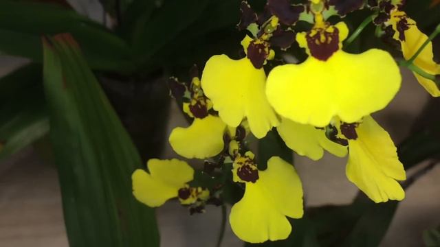 Orchid society meeting in November... what’s in bloom .. phrags, paphs, cattleyas and more ! смотреть онлайн