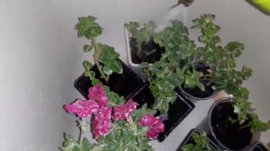 Спасаю петунии от мучнистой росы