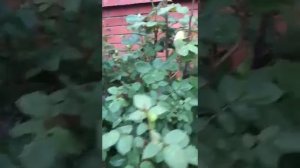 Мастер 13.40.13 и мастер 15.5.30 удобрение Растишкатлт