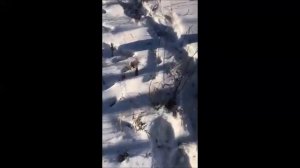 Кратко от волчатника Сергея. Дальний Восток.